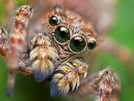 Jumping Spider