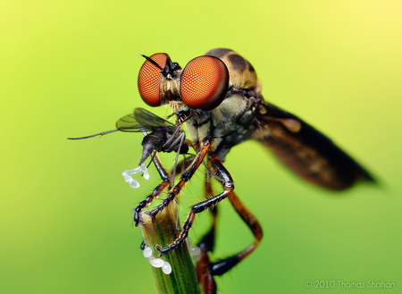 Robber Fly with Prey - insect, close-up, bug, fly