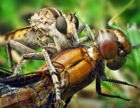 Robber Fly with Dragonfly - close-up, fly, insect, bug, dragonfly