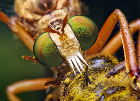 Diogmites Robber Fly - insect, close-up, bug, fly