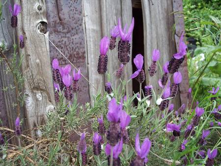 Lavender - flower, lavender, purple, barn