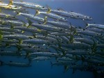 School of Barracudas