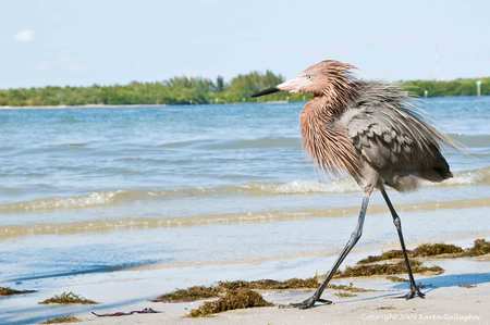 Where's my Mommy? - legs, bird, long, water, feathers, young