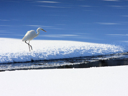 All Alone - bird, ice, white, water, cold, snow, sky