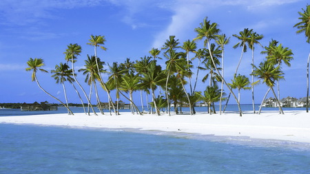 Green over White - sky, ocean, palm trees, beach, nature, clouds, fronds, sand, trunks