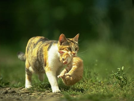 Jus' Hangin' - whiskers, paws, fur, cat, carry, feline, animal, kitten