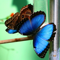 Ulysses Swallowtail