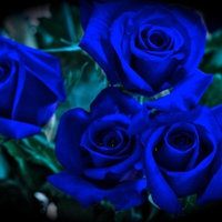 BUNCH OF BLUE ROSES