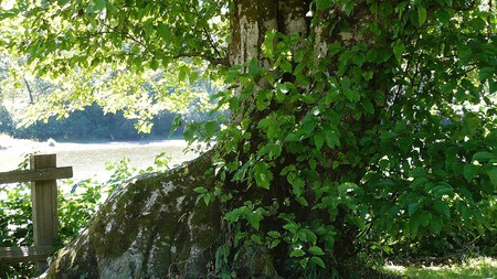 Riverbank Tree - fence, river, greenery, summer, tree, plants, washington