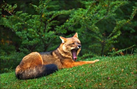 Lazy Fox - lazy, picture, fox, beautiful