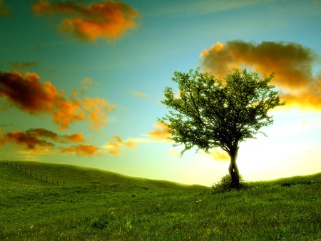 All alone on a summer day - tree, field, cloud, grass