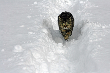 snow cat - cat, snow, beautiful, brown tiger, walking, greeneyes