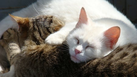 Beautiful Cats - cats, animals, cute, white cat, beautiful, sweet