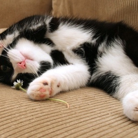 Cute Kitty