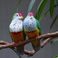 Beautiful Birds