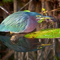 Birds Reflection