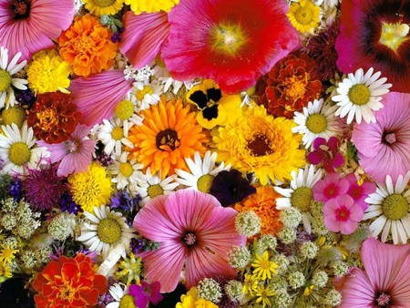 Mixed-Flowers - flowers, picture, beautiful, colors, mixed