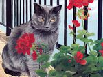 Grey kitten among flowers