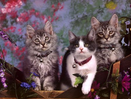 Cat trio in garden - garden, flower, animal, kitten, cat