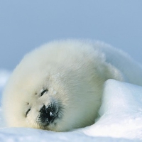 Baby seal