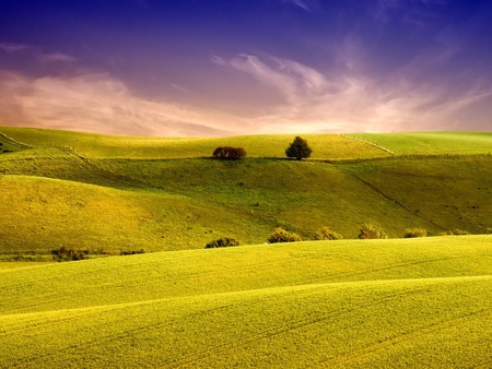 Yellow bliss - field, tree, nature, sunset