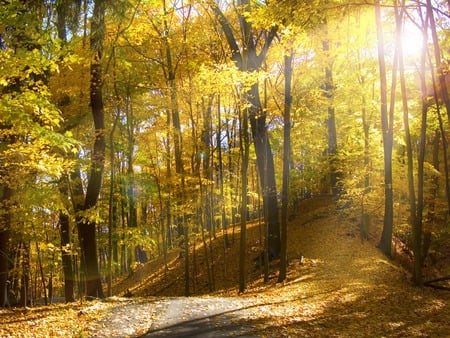 Sunny autumn forest - tree, autumn, forest, path