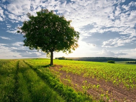 King of the field - nature, sky, cloud, field, tree, grass, path