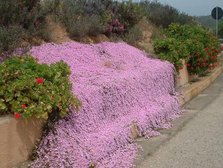 pinky world - flowers, road, pink, wall