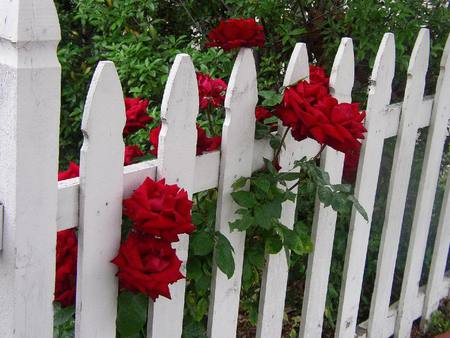 red rose fence - white, nature, fence, beautiful, red, rose