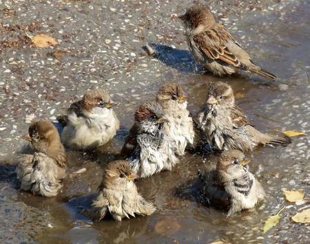 sparrows - sparrow, birds, water, flock