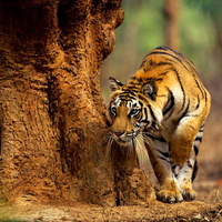 Stalking tiger