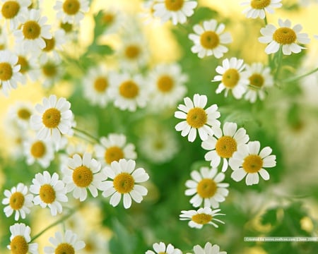 Gorgeous chamomiles - flowers, white, chamomile, lovely