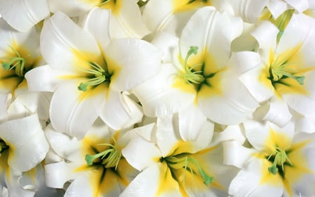 Pure White Lilies - white, flower, lilies, beauty, flowers, lovely, close up, widescreen