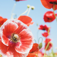 Red Poppy Flower Under Sunshine