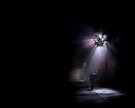 A Light In The Trees - umbrella, purple, road, night, walk, light, tree