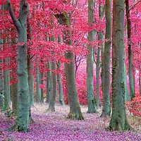 fairytale trees