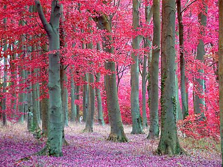 fairytale trees