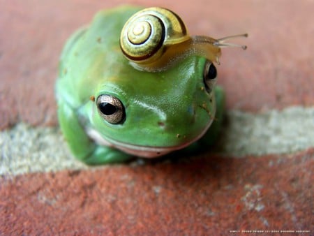 Do you like my hat ? - hat, animal, nature, funny, snail, frog