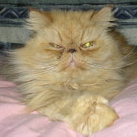 Himalayan Cat