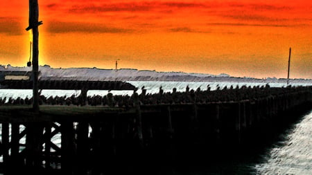 Landing stage - colorful, birds, landing stage, australia