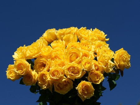 Friendship Roses  - yellow, roses, sun, light, bunch, wonderful