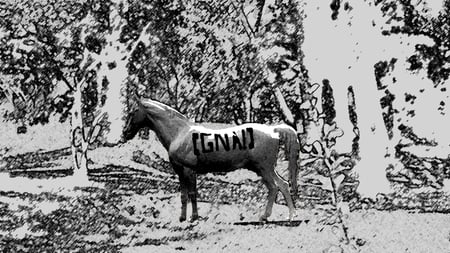 Gna! - nice, black and white, horse, text