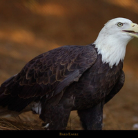 Bald Eagle.jpg