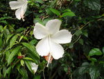 A white hibiscus flower