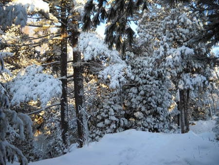 Winter - trees, winter, snow, landscape, beauty, sesons, popular, forests, frozen, white, nature, cold, background, sun