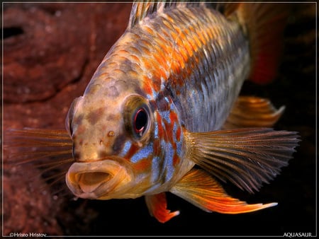 Tropical Fish - colours, lips, tropical, fins, eyes, fish