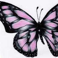 PINK BUTTERFLY