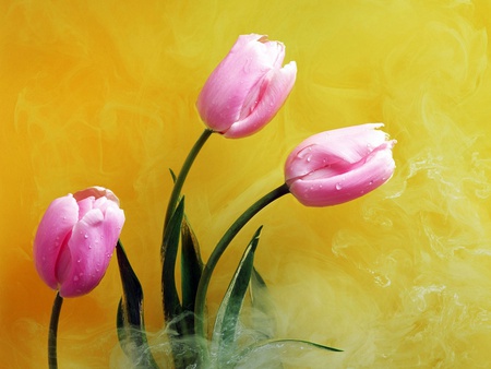 Nature's Best - flower, pink, tulips, colour, leaves, yellow, background, petals, stem, tulip, blooms, green