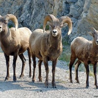 Big Horn Sheep