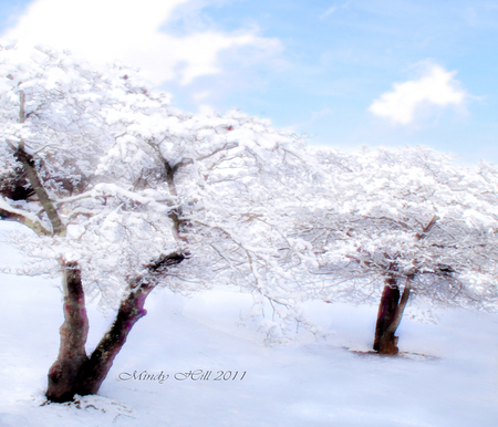 blue and white bliss - white, trees, blue, snow, winter, christmas